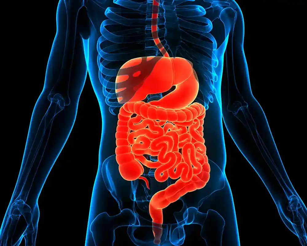 Graphic of the Human Gastrointestinal Tract